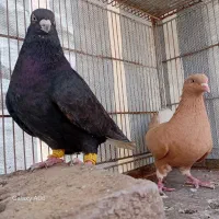کفتر دم سفید جفتی