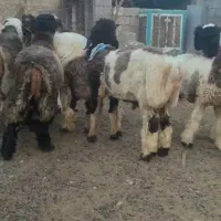 بره پرواری میش