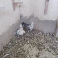 کفتر کبوتر شهری بهبهانی سینه خوشرنگ بزک پلاکی|پرنده|شیراز, عادل آباد|دیوار