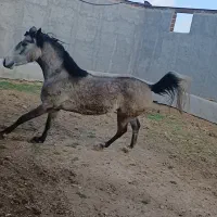 اسب|اسب و تجهیزات اسبسواری|اردبیل, |دیوار