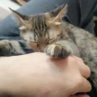 واگزاری رایگان بچه گربه