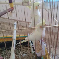 عروس هلندی|پرنده|صحنه, |دیوار