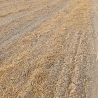 زمین کشاورزی برای اجاره در جراحی روستای البوعلایج|اجارهٔ دفتر صنعتی، کشاورزی، تجاری|چمران, |دیوار