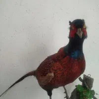 قرقاول خشک شده