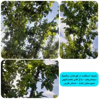 کود ارگانیک (افزایش تناژ و کیفیت گیاهت در اصفهان)|خدمات باغبانی و درختکاری|اصفهان, تیران|دیوار