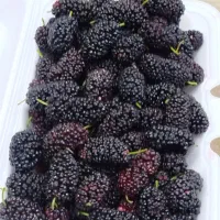 توت مشکی درجه یک