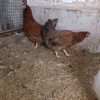 مرغ و خروس محلی|حراج|زابل, |دیوار