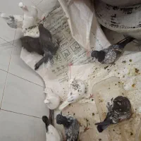 کبوتر|پرنده|الیگودرز, |دیوار