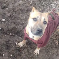 سگ نگهبان وشکاری پیتبول