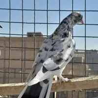 کفتر نر پلنگ|پرنده|محمدشهر, محمدشهر|دیوار