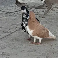 کفتر شهری جفتی|پرنده|شیراز, امام حسین|دیوار