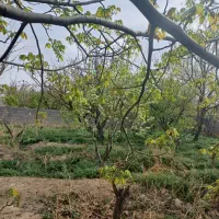 نیازمند خانوم برای کار در منزل شهرک شاهد