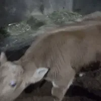 گوساله نر شاروله یک راس ۵۰ روزه