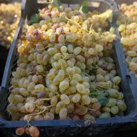 انگور شیره ای