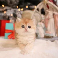 گربه خاص بریتیش گلد