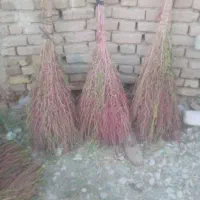 سلام جارو محلی موجود است