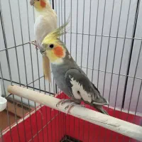 یک جفت عروس هلندی (مولد)