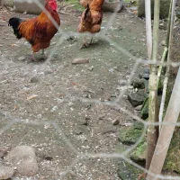 چهار مرغ ویک خروس|حیوانات مزرعه|آستانه اشرفیه, |دیوار