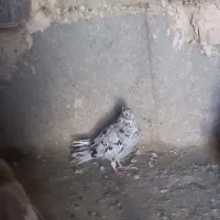 کبوتر رنگی|پرنده|اسفراین, |دیوار