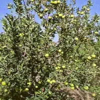 فروش باغ ویلا دو کله ۱۰۰۰ متری با ۶۰ متر بنا