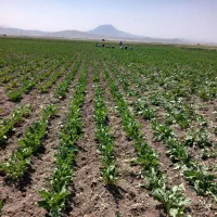 سرکارگر محمدجمالهستم|خدمات باغبانی و درختکاری|اسدآباد, |دیوار