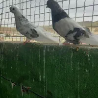 کبوتر ده عدد اصیل قیمت توافقی|پرنده|انگوت, |دیوار