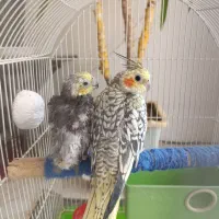 یک جفت عروس هلندی