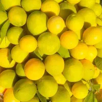 پرتقال محلی و ارگانیک80