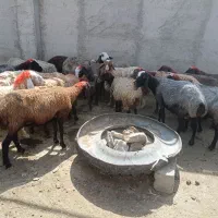 ۲۰ راس میش جوون چاق