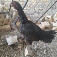 مرغ لاری اصل