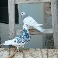 سار کرمونی|حیوانات|تربت‌حیدریه, قائم|دیوار