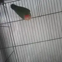 طوطی برزیلی