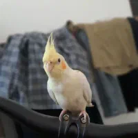 عروس هلندی لوتیتو گمشده