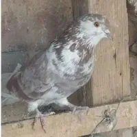 کفتر|پرنده|قم, آزادگان|دیوار