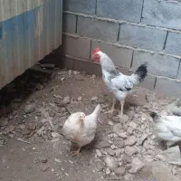 چهار عدد خروس کردی