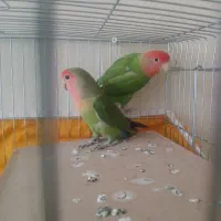 طوطی برزیلی اوپال هلویی معاوضه با فنج|پرنده|شاهینشهر, خانه کارگر|دیوار