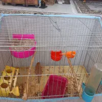 قناری نروماده اماده