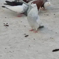 کبوتر|پرنده|شیراز, پانصد دستگاه ارتش|دیوار