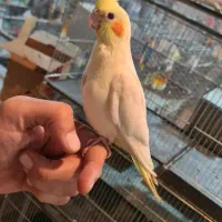 انواع عروس هلندی