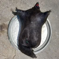 هیزه،جا روغنی