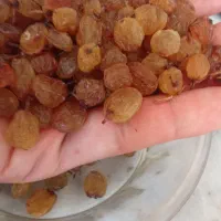 کشمش خشک زرد درشت