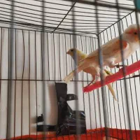 قناری موزاییکی