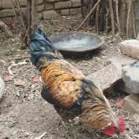 خروس...|حیوانات مزرعه|بروجرد, |دیوار