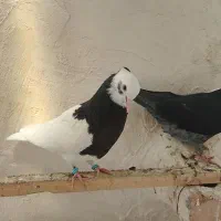 پرنده|پرنده|نقده, |دیوار