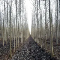 نهال نیگرا ترکیه  انتخاب آینده‌نگرها