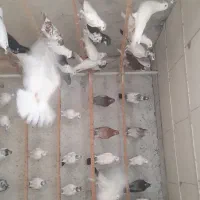 پرشی به شرط