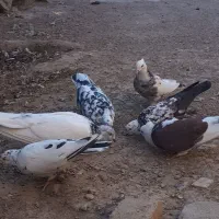 ۶عدد کبوتر|پرنده|کرمانشاه, |دیوار