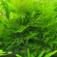 خزه کریسمس|ماهی|شیراز, تندگویان|دیوار