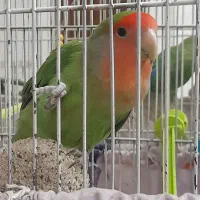 کوتوله برزیلی