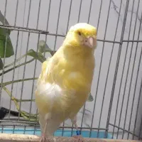 قناری ماده طلایی سوپری خوشرنگ ۵ تخمه عروسک